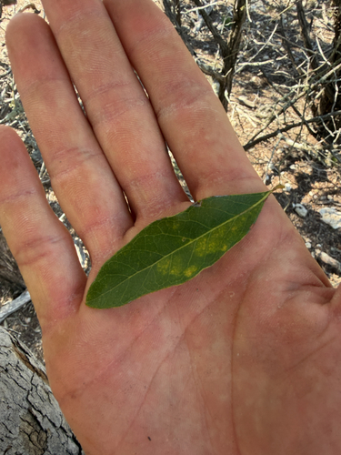 Quercus sinuata observed 2026-10-22