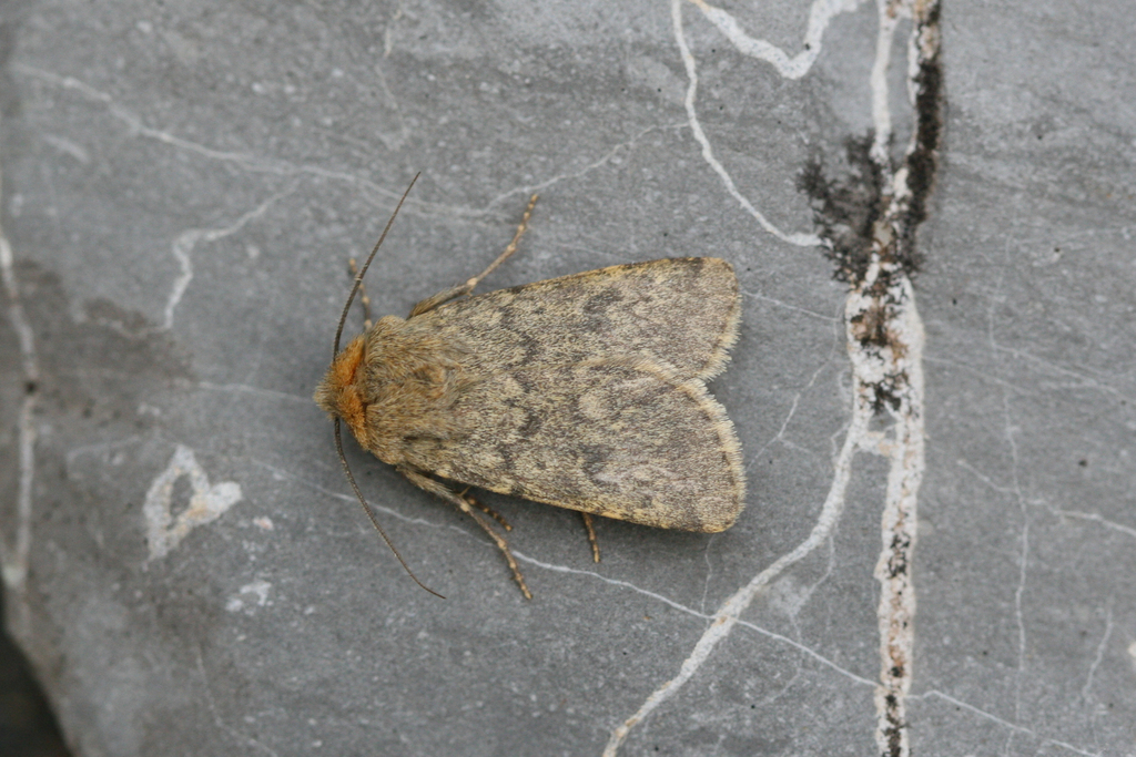 Standfussiana wiskotti