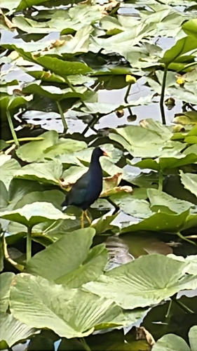 iNaturalist image