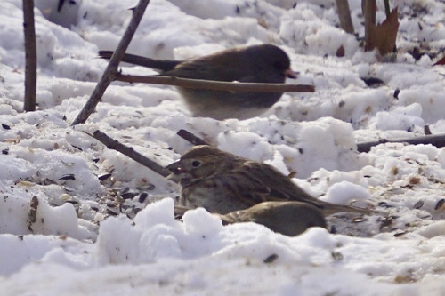 Lark Bunting