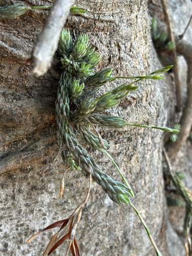 Tillandsia tricholepis observed 2026-10-21