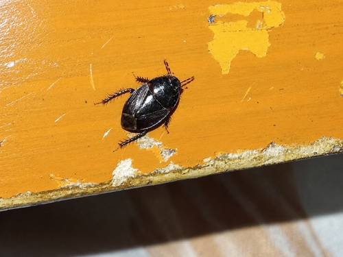 Two-lined Burrowing Bug