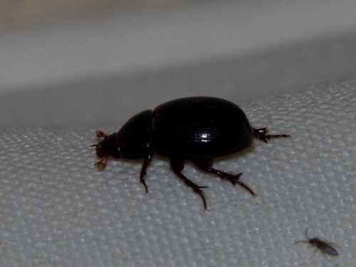 Illiger's Scavenger Scarab