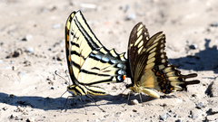 Papilio ornythion ornythion