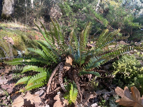 Polystichum imbricans observed 2026-10-20