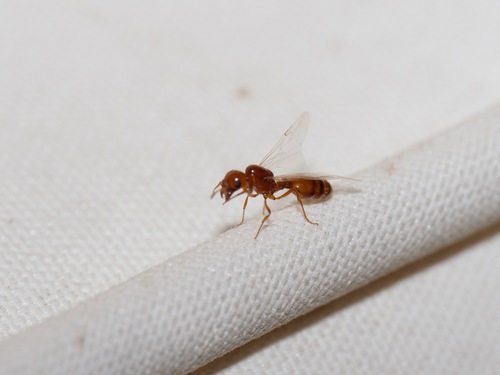 Solenopsis amblychila