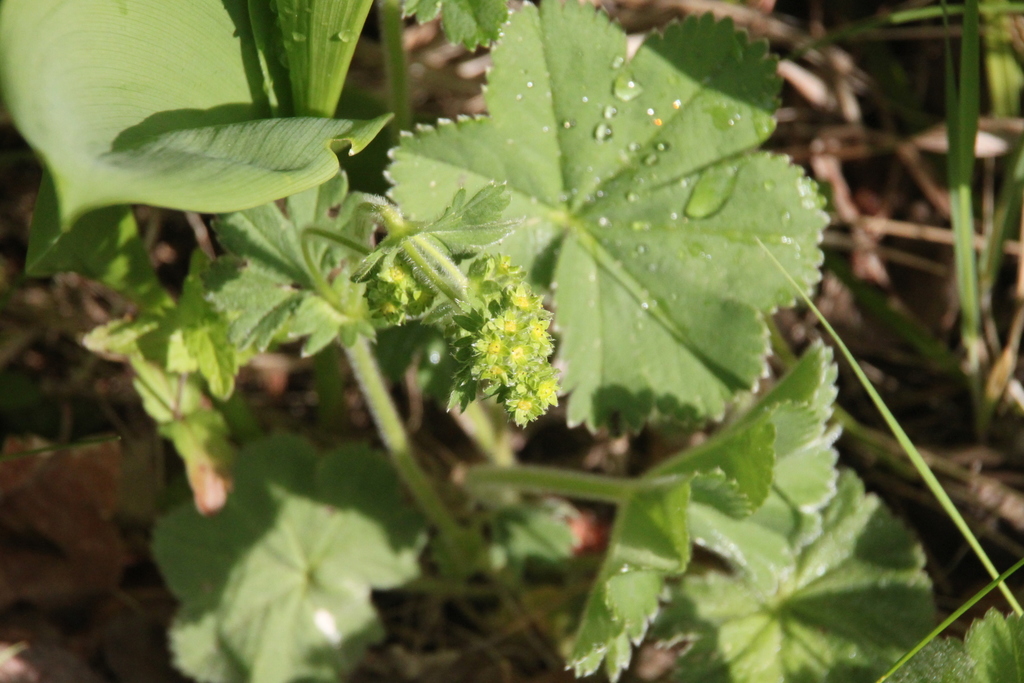 Alchemilla cheirochlora