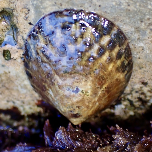 Lottia gigantea, 2026-10-19