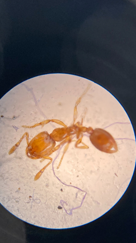 Common American Thief Ant