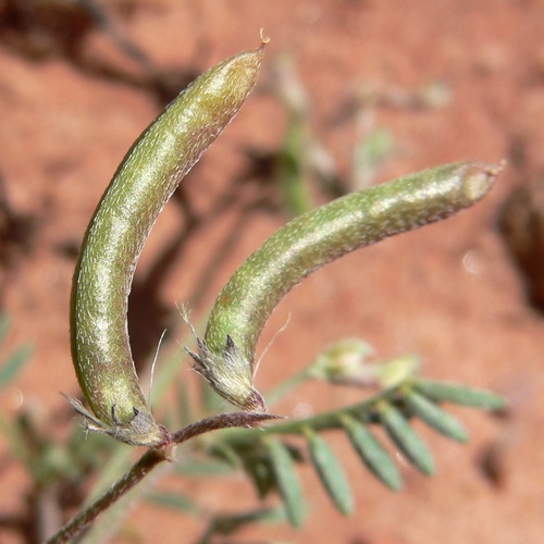 Astragalus nuttallianus imperfectus