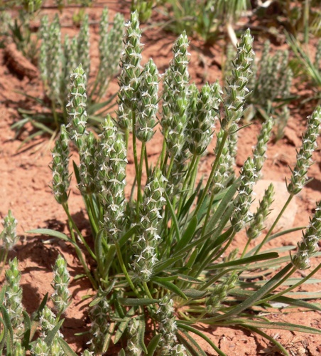 Woolly Plantain