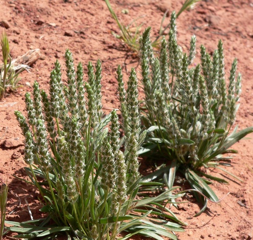 Woolly Plantain