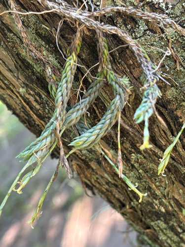Tillandsia tricholepis observed 2026-10-21