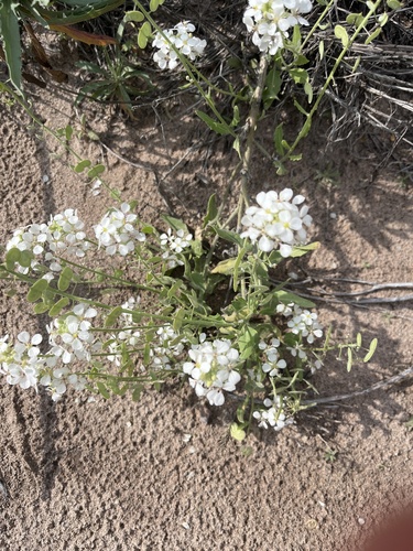 Touristplant
