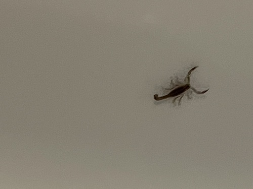 Lesser Stripetail Scorpion