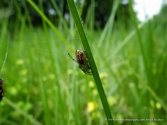 Alpaida variabilis