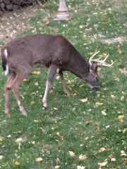 Odocoileus virginianus
