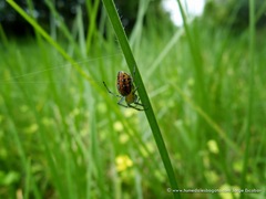 Alpaida variabilis