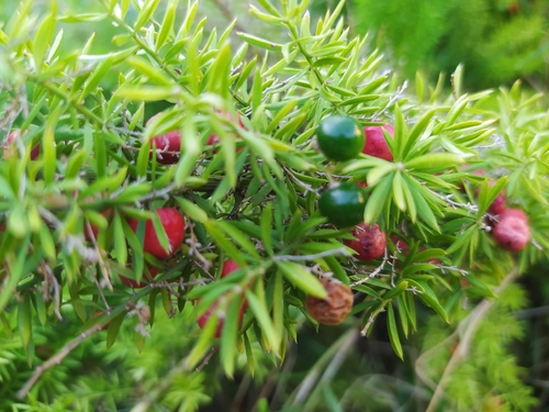 Asparagus densiflorus observed 2026-10-22