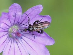 Empis pennipes