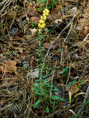 Solidago: origine e usi — foto 3
