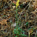 Solidago: origine e usi — foto 3