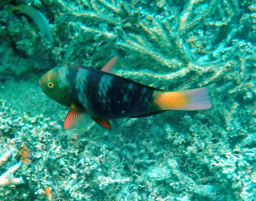 Chlorurus bleekeri observed 2026-10-20