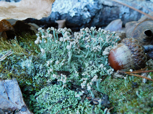 Cladonia mitrula observed 2026-10-22