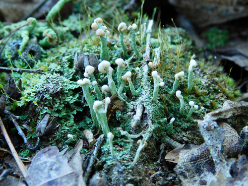 Cladonia mitrula observed 2026-10-22