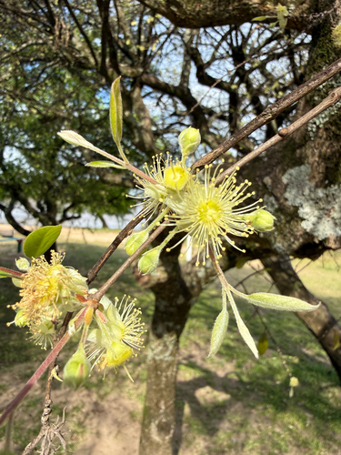 Eugenia myrcianthes, 2026-10-22