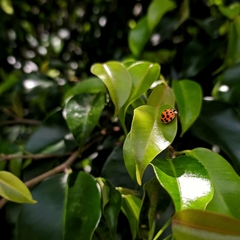 Harmonia axyridis