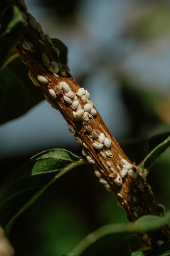 Lagerstroemia observed 2026-10-22
