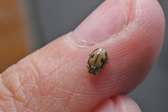 Mulsantina hudsonica