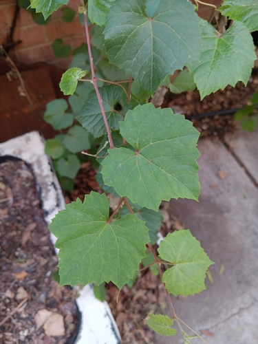 canyon wild grape