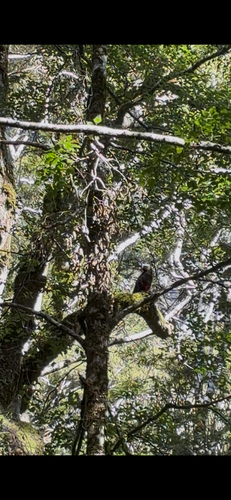 Nestor meridionalis observed 2026-10-23