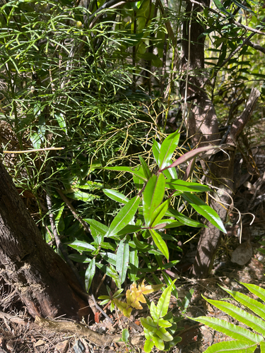 Veronica bishopiana observed 2026-10-22