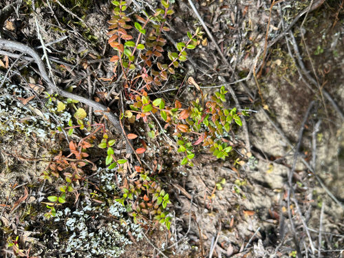 Gonocarpus incanus, 2026-10-22