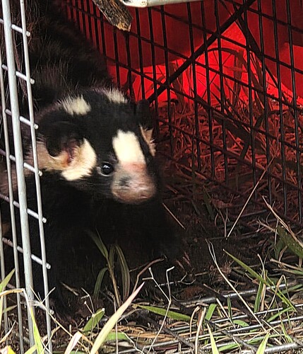 Desert Spotted Skunk