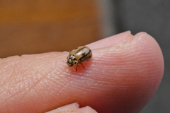 Mulsantina hudsonica
