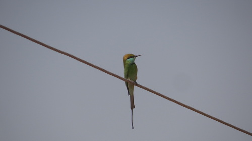iNaturalist image