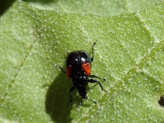 Synolabus bipustulatus