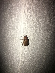 Amphimallon solstitiale