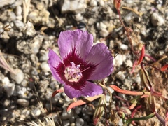 Clarkia speciosa