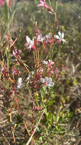 Oenothera filiformis, 2026-10-22