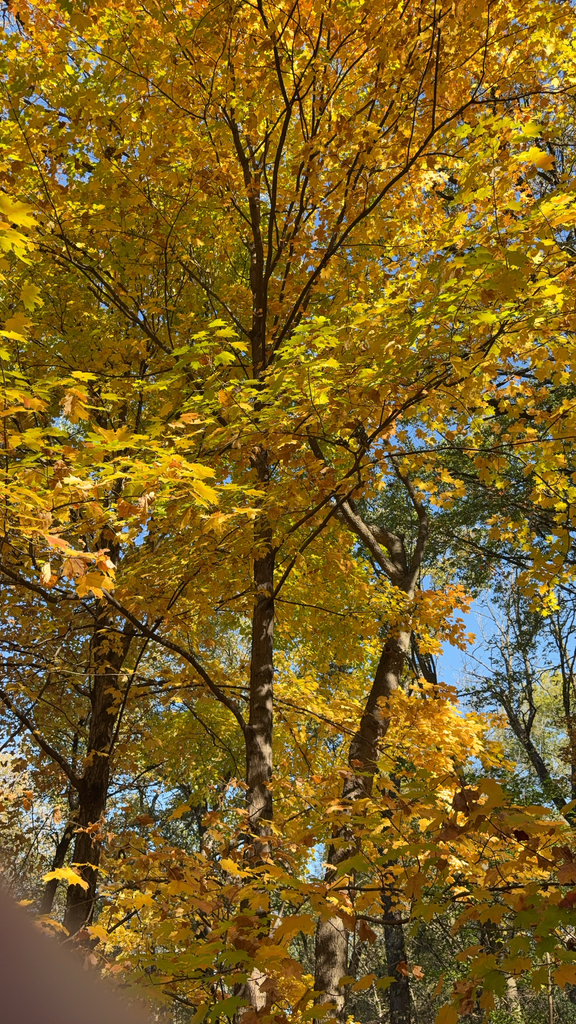 A photograph from Oct 22, 2026, about 29 miles from Devil's Lake State Park, where the observer’s point is approximate.
