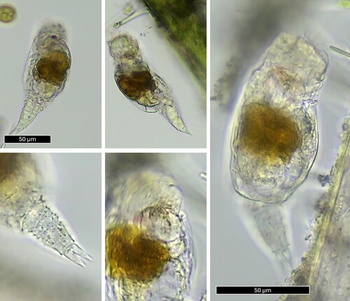 Proales similis