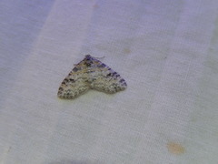 Lobophora nivigerata