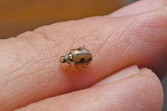 Mulsantina hudsonica