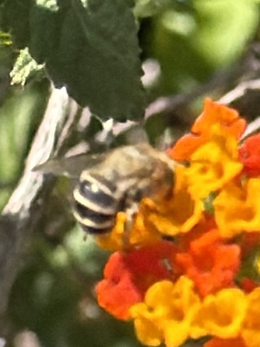 California Digger Bee