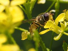 Syrphus vitripennis